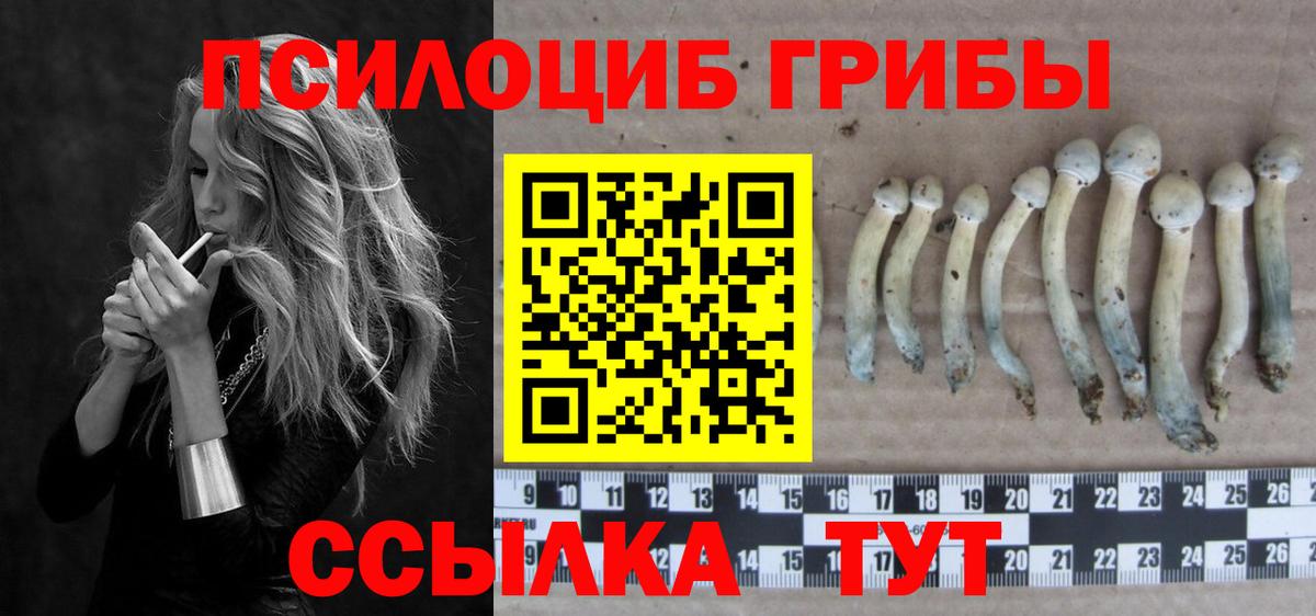 Нижнекамск  Галлюциногенные грибы Psilocybine cubensis  закладки  Вход с VPN 